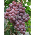 2013 Chinese Delicious Sweet Red Globe Grape/ red globe fresh red grapes for sale